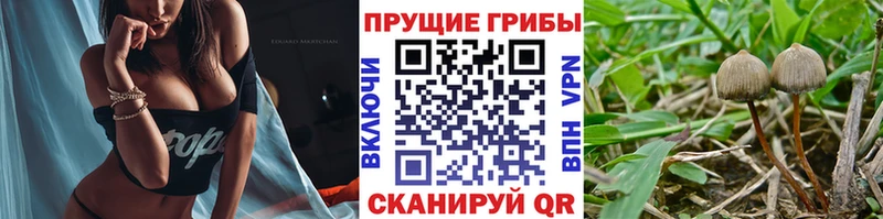 кракен сайт  площадка Telegram  Галлюциногенные грибы Cubensis  Шадринск 